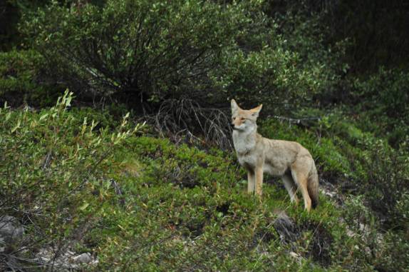 Encontro com coiote no Jasper National Park, em Alberta, no Canadá